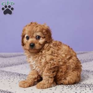 Hazel, Cavapoo Puppy